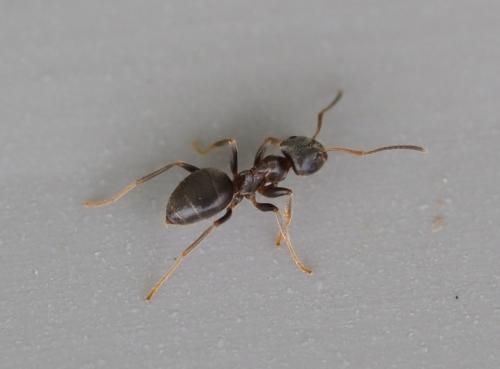 Réf. 248 744 : Lasius sp.